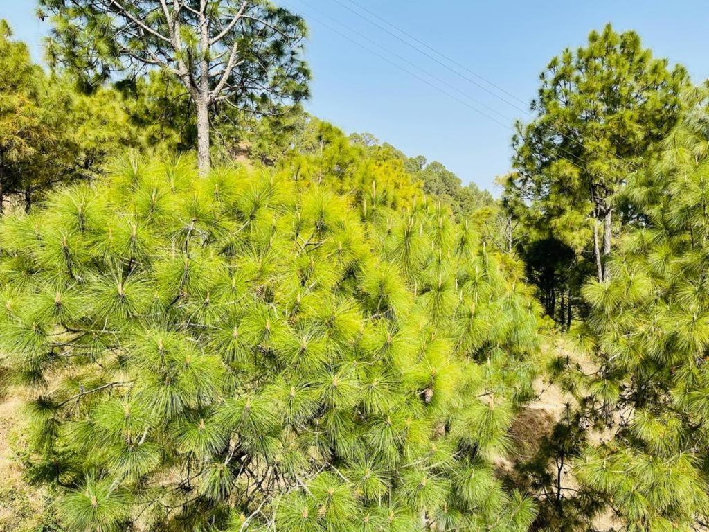 Hillcrest Heights Bed and Breakfast Kasauli Exteriör bild